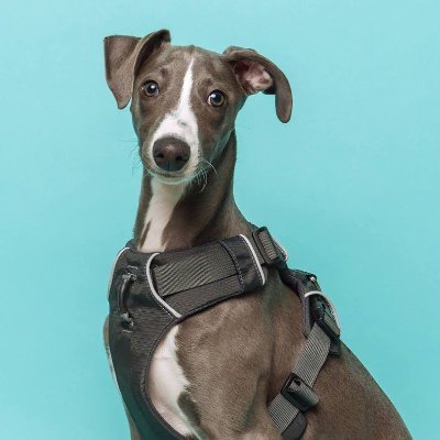 Profile Picture of Ribsy The Whippet (@@KardashNation1) on Twitter