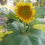 Profile Picture of L Aguilera (@IVELISS09) on Youtube