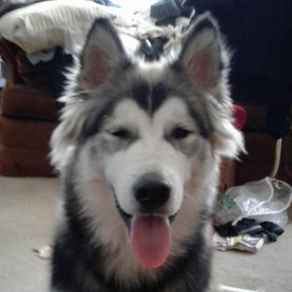 Profile Picture of David Thurman (@dt9669) on Poshmark