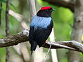 Lance-tailed manakin - Wikipedia Profile Picture of Lance-tailed manakinon Wikipedia