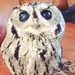 Profile Picture of Tamara Prescod (@tamaraprescod) on Pinterest