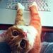 Profile Picture of Lisa Chilvers (@lrc63) on Pinterest