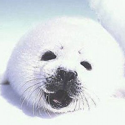 Profile Picture of Robin Luo (@rorobing) on Twitter