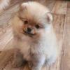 Profile Picture of ⚽️Терри⚽️ (@terry_spitz) on Tiktok