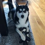 Profile Picture of Travis the small? Husky 🐾 (@travis.the.husky) on Instagram