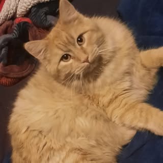 Profile Picture of Lisa Becenti (@lisabecenti) on Instagram