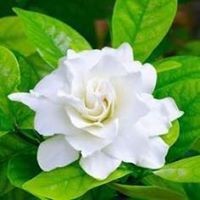 Profile Picture of Rick Dicecca (@rick-dicecca) on Quora