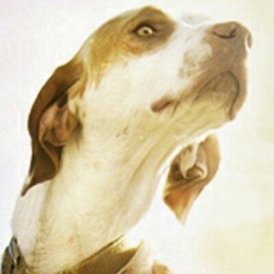 Profile Picture of Carl Pace (@MrPacesDog) on Twitter