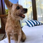 Profile Picture of Nicole (@nicolekimfontes) on Instagram