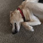 Profile Picture of Todd Smoot (@smoot.todd) on Instagram