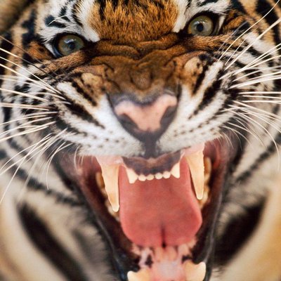 Profile Picture of Casey Eckert (@ChamelonMan) on Twitter