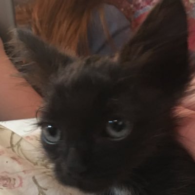 Profile Picture of Jillian Tripp (@jillbill144) on Twitter