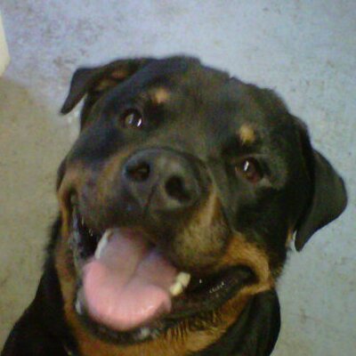 Profile Picture of Chad Laduke (@DaDawgMan) on Twitter