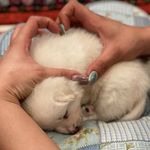 Suger alvin nazi honey❤️ - Instagram Profile Picture of Suger alvin nazi honey❤️ (@suger_baby_shoger) on Instagram