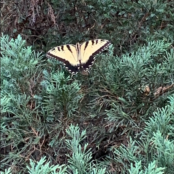 Profile Picture of Lori Gershkowitz-marcus (@loribmarcus) on Poshmark