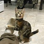 Crystal Cobey - Instagram Profile Picture of Crystal Cobey (@beauty_by_crystal2017) on Instagram