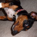 ducati_joe - Instagram Profile Picture of ducati_joe (@ducati_joe) on Instagram