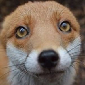 Profile Picture of Alec Fox (@betafaux) on Myspace