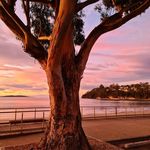 Alison - Instagram Profile Picture of Alison (@hobart2012) on Instagram