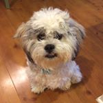 Profile Picture of Leo Kenny (@lil_leo_kenny) on Instagram