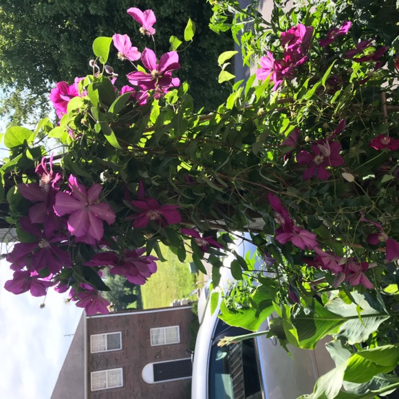 Profile Picture of Jo Brock (@mammycarrot365) on Poshmark