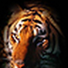 Profile Picture of Ray Pierce (@pantharatigereyes) on Flickr