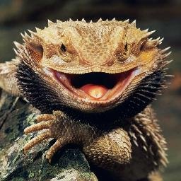 Profile Picture of Turtle McGee (@Melvin_Devonson) on Twitter