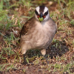 Profile Picture of Lily Ng (@lilylovephotos) on Flickr