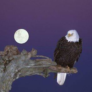 Profile Picture of Harold Shafer (@harold.shafer.79) on Facebook