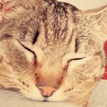 Profile Picture of Lisa Bertsche (@lisabertsche) on Instagram