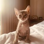 Profile Picture of Feivel Kitten (@feivel_thekitten) on Instagram