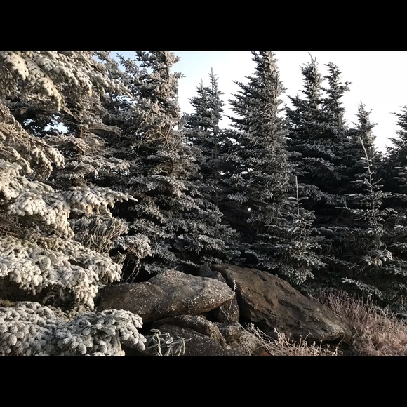 Profile Picture of Suman George (@sumangeorge) on Poshmark