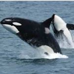 Profile Picture of Benjamin (@i_hate_seals_6464) on Instagram