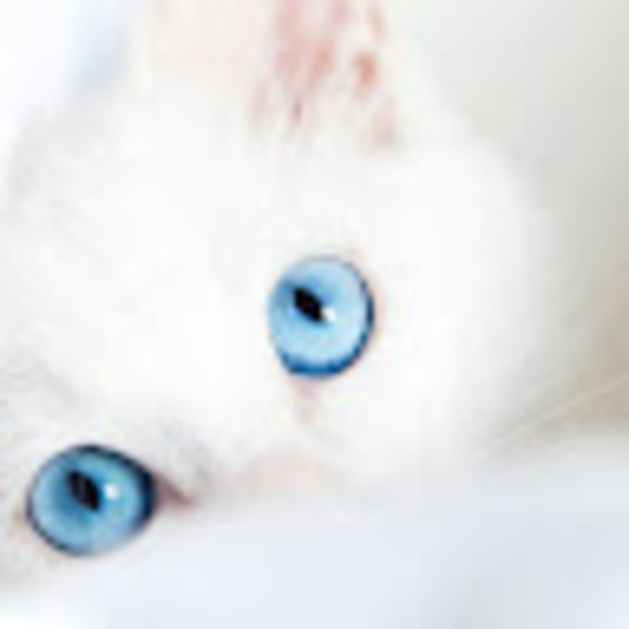 Susie Hochstetler - Poshmark Profile Picture of Susie Hochstetler (@mamabear167) on Poshmark