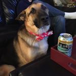 Profile Picture of Toby Valen (@tobythegermanshepard) on Instagram