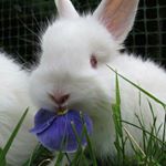 Profile Picture of Nancy Rousseau (@fluff.n.feathers4all) on Instagram