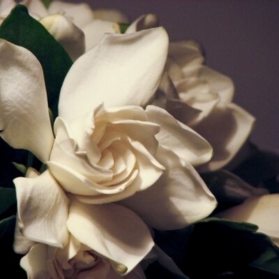 Profile Picture of Tamara Tanner (@divinetamara) on Twitter