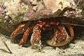 Profile Picture of Paguristes frontalison Wikipedia