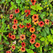 Profile Picture of Jang Yun Hee Tuyết (@김홍근-s6h) on Youtube