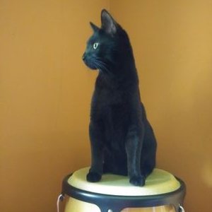 Profile Picture of Oliver (@OliverTheGuy) on Twitter