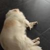 Profile Picture of Inez (@@inez_vdb) on Tiktok