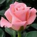 Profile Picture of Elsa Hidalgo (@elsa.hidalgo.52206) on Facebook