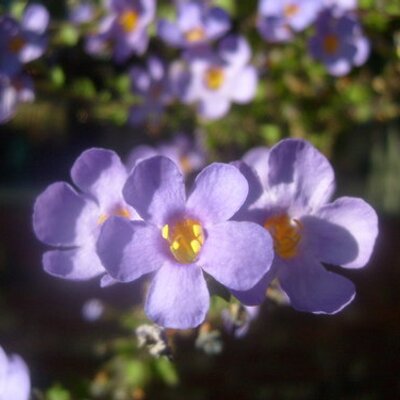 Profile Picture of Aleah Riddle (@alriddle11) on Twitter