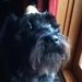 Profile Picture of Adam Schenk (@ninja123456789) on Pinterest