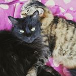Profile Picture of Jess (jessface90) (@j.lintala) on Instagram