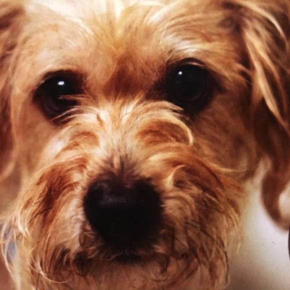 Profile Picture of John Mcardle (@johnmcardle) on Poshmark