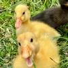 Profile Picture of kim_halley (@kim_halley) on Tiktok