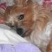 Profile Picture of Diane Seiller (@rustydennis) on Pinterest