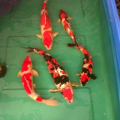 Profile Picture of Gitsi Jogist (@sigit_triyanto) on Twitter