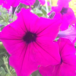 Profile Picture of Nancy Knauth (@nancyknauth) on Instagram